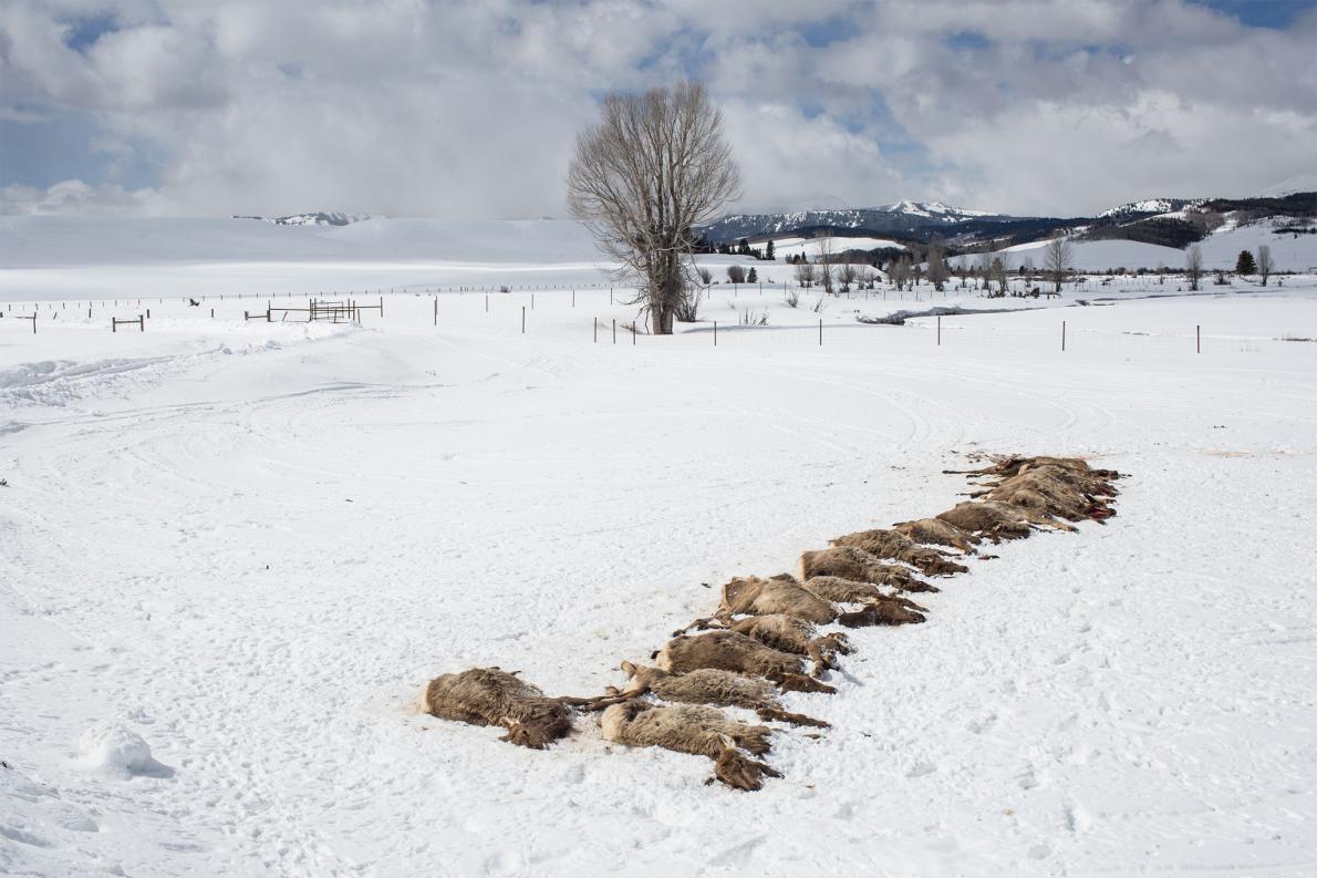 Wolf Pack Slaughters 19 Elk in Rare 'Surplus Killing'