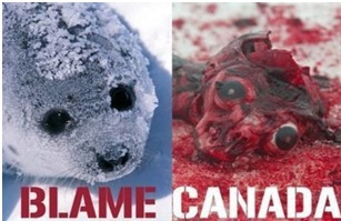 Canada's Seal Hunt Is Cruel