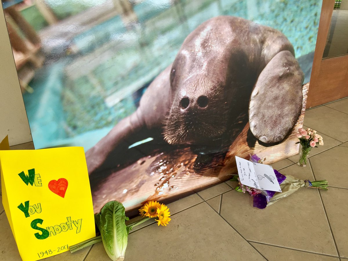 Snooty The Manatee Dies, And A Florida Community Mourns