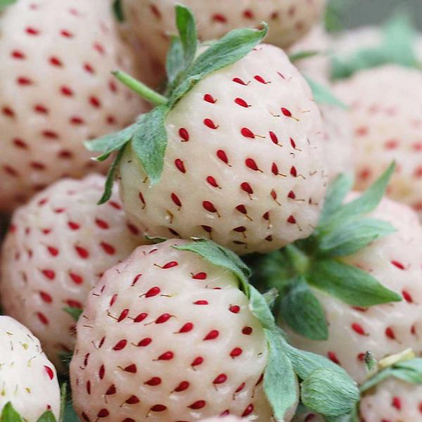  TRUE: Pineberries: White Strawberries That Taste (Somewhat) Like Pineapples