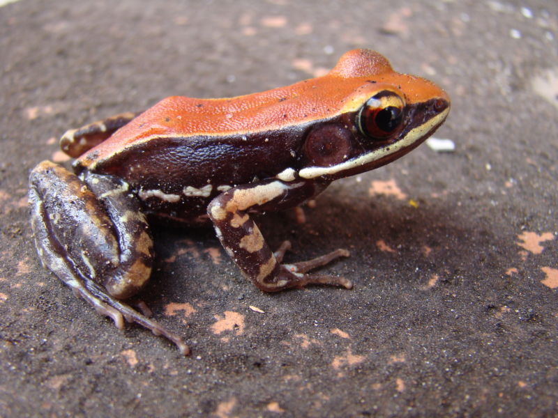 South Indian frog oozes molecule that inexplicably decimates flu viruses