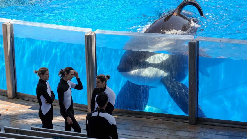 As SeaWorld stops breeding orcas, what are the impacts for research? By David GrimmMar. 17, 2016 , 2